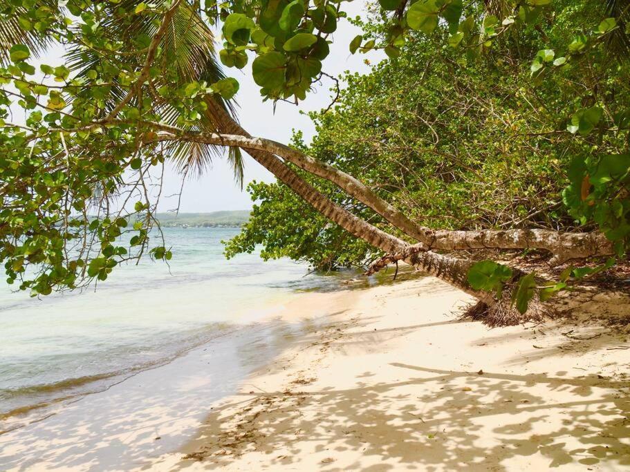 La Ruche De Maia - Blue Dream Beach - Piscine - Jardin - Plage Grand-Bourg  Экстерьер фото